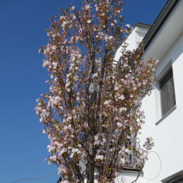 Cerejeira do Japo de porte coluna 'Amanogawa'